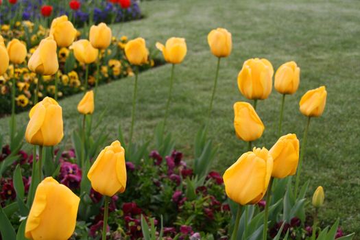 tulips flowers of the spring