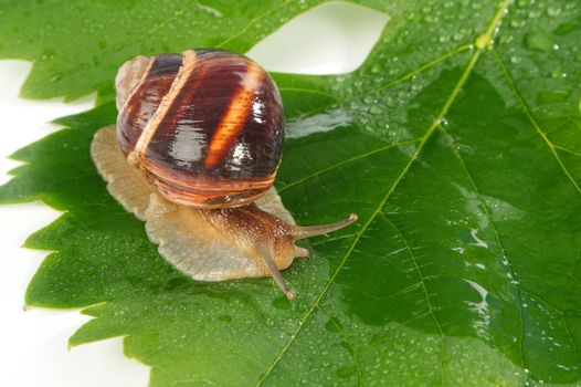 Grape snail on a sheet of a grapes in drops of a rain