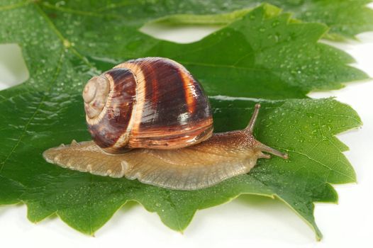 Grape snail on a sheet of a grapes in drops of a rain