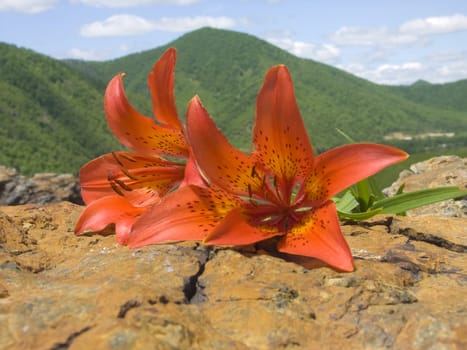 KONICA MINOLTA DIGITAL CAMERA tiger lily