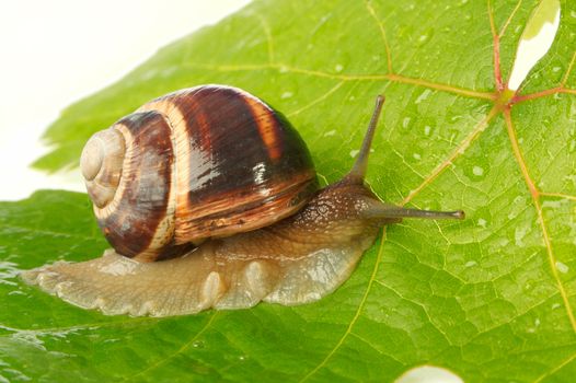 Grape snail on a sheet of a grapes in drops of a rain