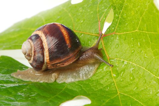 Grape snail on a sheet of a grapes in drops of a rain