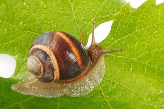 Grape snail on a sheet of a grapes in drops of a rain