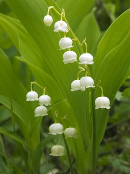 KONICA MINOLTA DIGITAL CAMERA  lily-of-the-valley