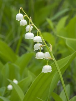 KONICA MINOLTA DIGITAL CAMERA  lily-of-the-valley