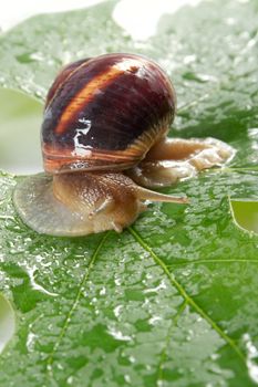 Grape snail on a sheet of a grapes in drops of a rain