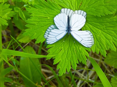 The image of butterflies on a bush