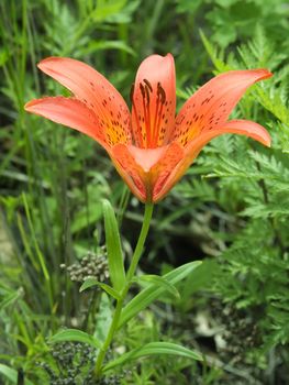 KONICA MINOLTA DIGITAL CAMERA tiger lily