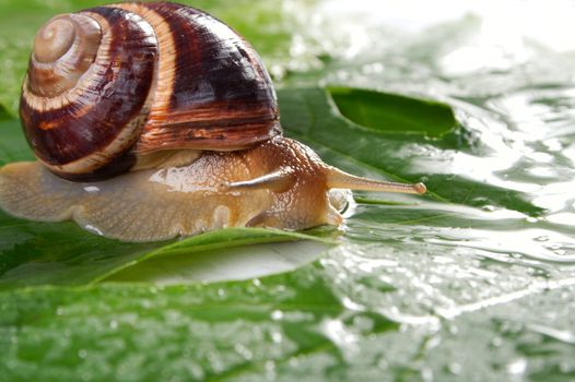 Grape snail on a sheet of a grapes in drops of a rain