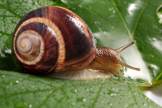 Grape snail on a sheet of a grapes in drops of a rain