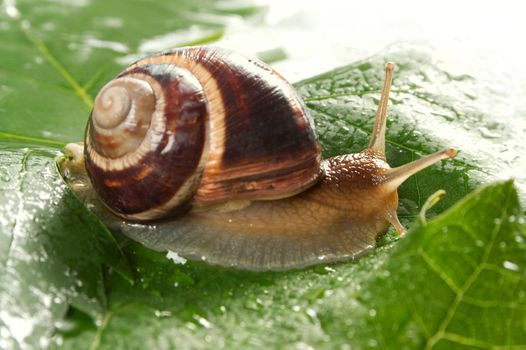 Grape snail on a sheet of a grapes in drops of a rain