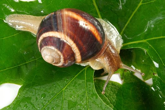 Grape snail on a sheet of a grapes in drops of a rain