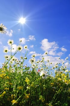 daisy flowers in summer from below with blue sky