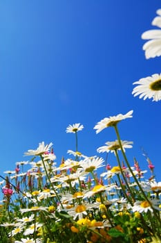 daisy flower in summer with blue sky