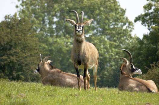 The rare Roan Antelope in awildlife park in England