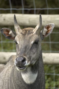 A deer in a fenced area in a wildlife park