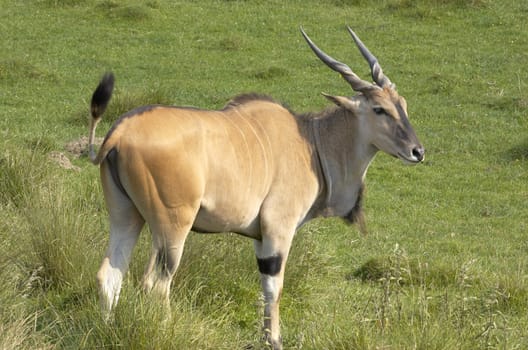 An antelope ina wild life park in Kent, England