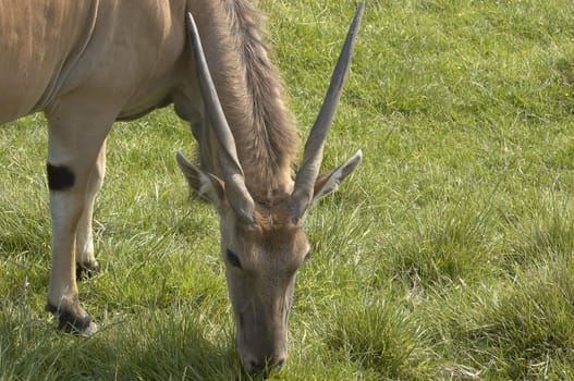 An antelope ina wild life park in Kent, England