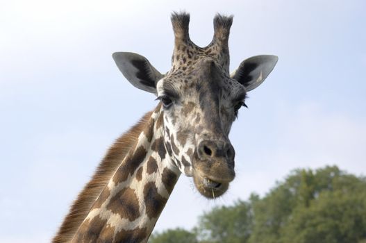 A portrait of a Giraffe with a blue sky background