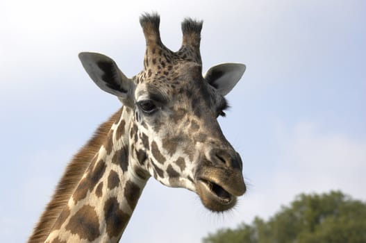 A portrait of a Giraffe with a blue sky background