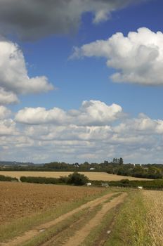 A field of Wheat in summer just before the harvest