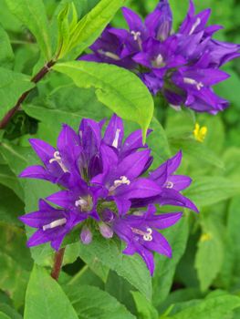 Close up of the  purple campanula blossoms.