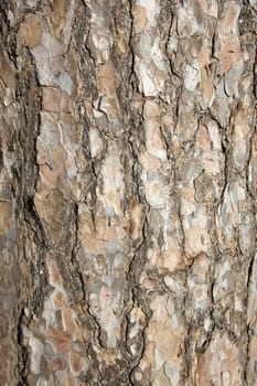 A close up view of tree bark