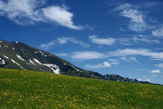 meadow with flowers over mountains and blue sky          