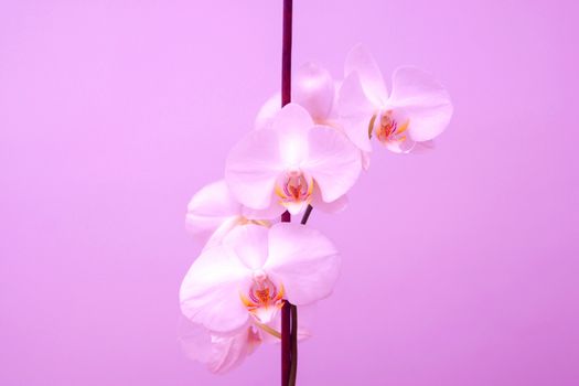 Orchid flowers on the pink background