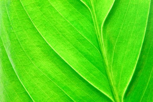 texture or structure of a green leaf