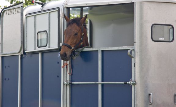 Horse looks out of the trailer after being loaded for the journey home.