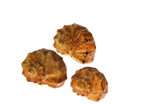 Three shells on white background