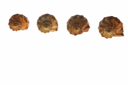 Four shells on white background