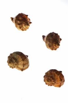 Four shells on white background