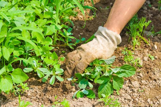 Human hand weeding garden and taking care for plants.