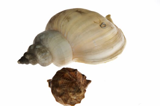 Two shells on white background
