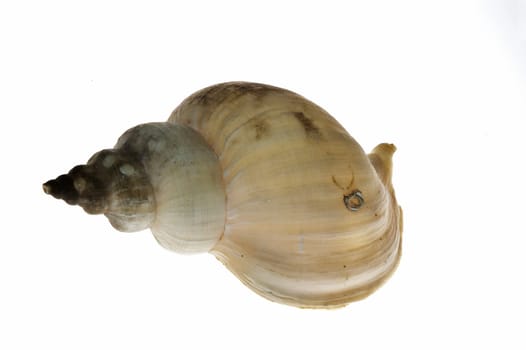 Big white shell on white background