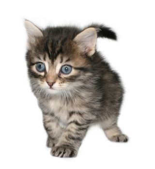 Small kitten on a white background.