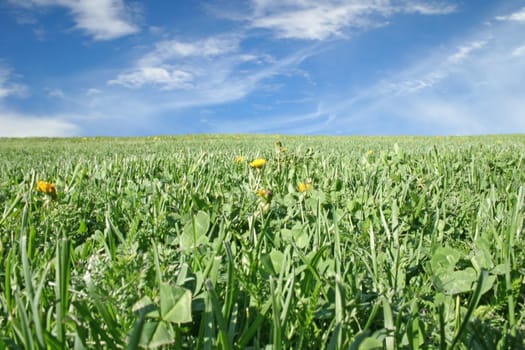 Green meadow a sunny day.