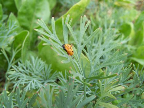 Close up of the Colorado beetle grub