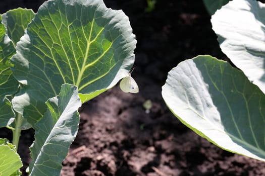 Cabbage white butterfly.