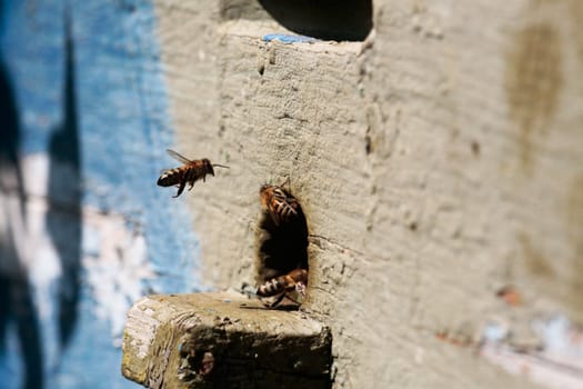 Working bees.