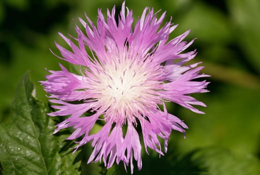 Wild a flower.