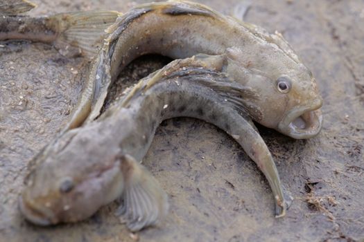 The round goby.Take.