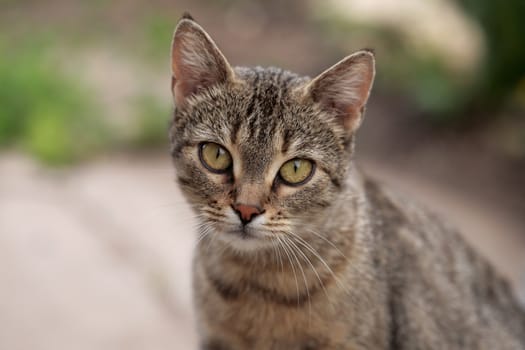 House Cat in garden.