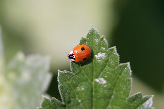 Ladybird on currant sheet.