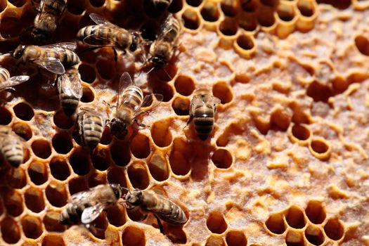 Honey and bees.