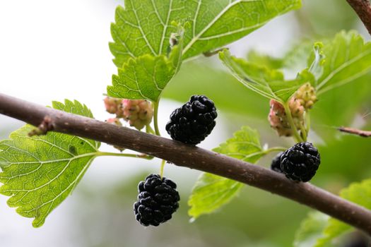 Mulberry tree.