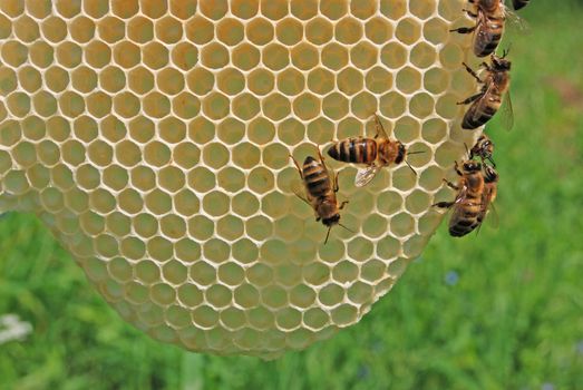 If bees do not have the cells for placing of nectar and floral pollen, and to the uterus for laying eggs, bees build all free space into a beehive. Down evidently rebuilt by them the so-called "languages".
