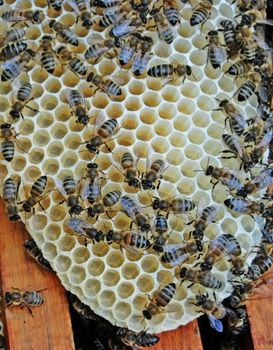 If bees do not have the cells for placing of nectar and floral pollen, and to the uterus for laying eggs, bees build all free space into a beehive. Down evidently rebuilt by them the so-called "languages".